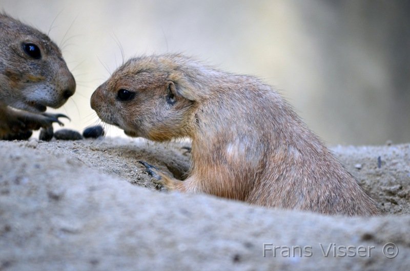 Dierentuin Emmen Mei 2014 10.JPG